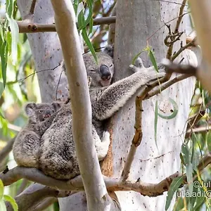 A Quiet Unit Overlooking A Reserve Apartment Petrie